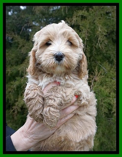 Jetta Benz pups 7 wks old141