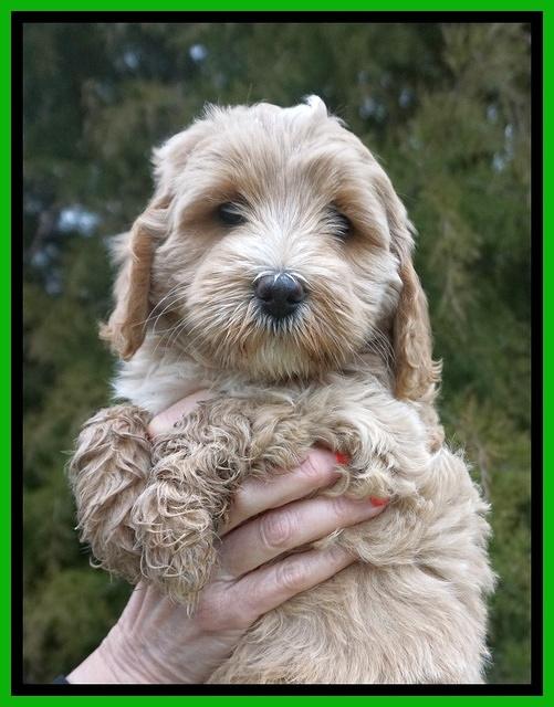 Jetta Benz pups 7 wks old151