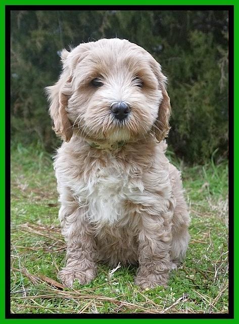 Jetta Benz pups 7 wks old161