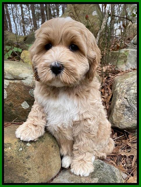 Jetta Benz pups almost 8 wks old131