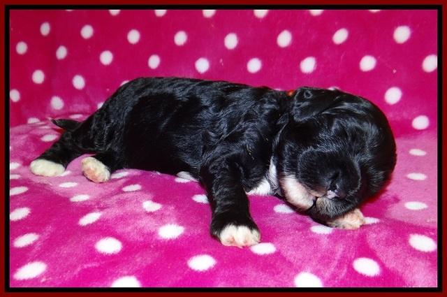 Jetta BEnz 2 wks old 91