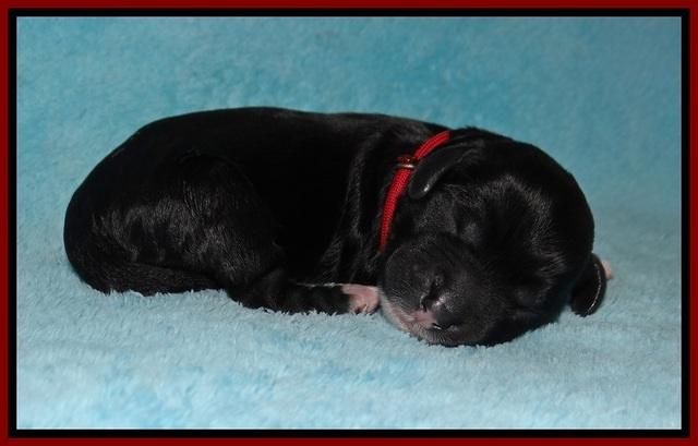 Jetta Benz Newborn pups 64