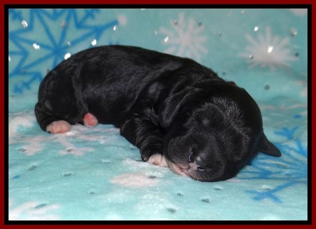 Jetta Benz pups 1 wk old 71