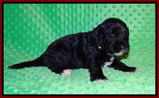 Jetta Benz pups 3 wks old 141