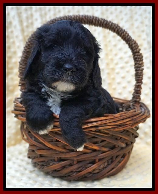 Jetta Benz pups 4 wks old 161