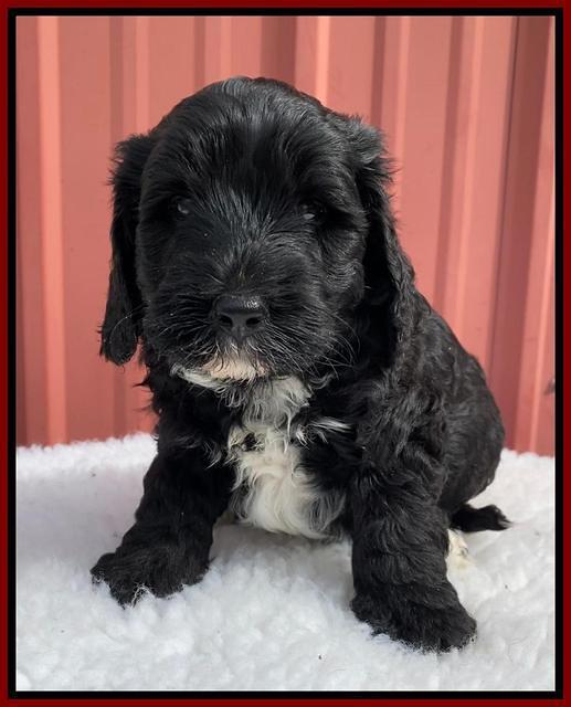 Jetta Benz pups 5 wks old 251