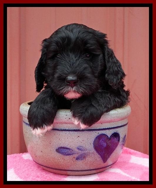 Jetta Benz pups 5 wks old 261