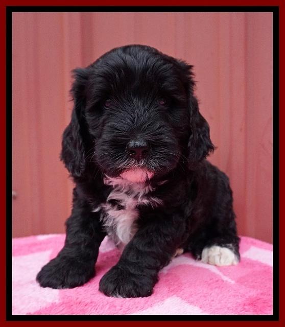 Jetta Benz pups 5 wks old 271