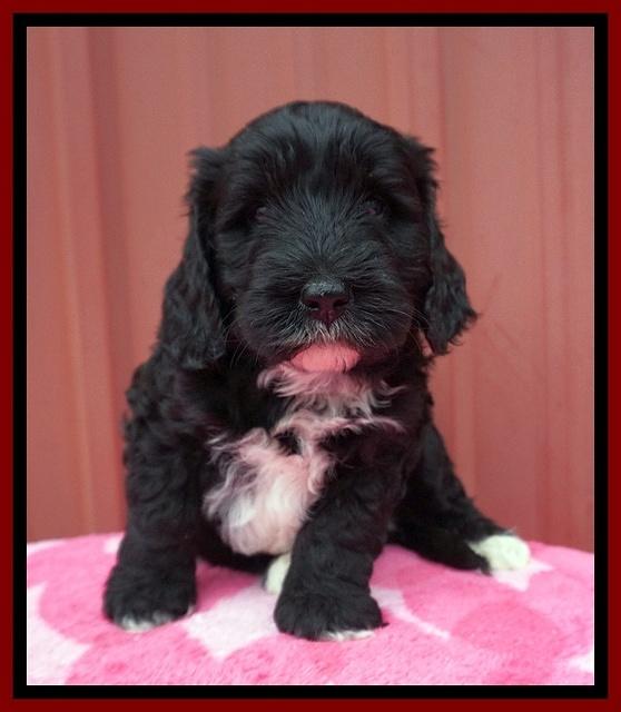 Jetta Benz pups 5 wks old 281