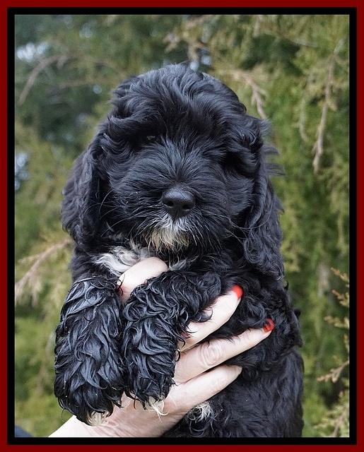 Jetta Benz pups 7 wks old171