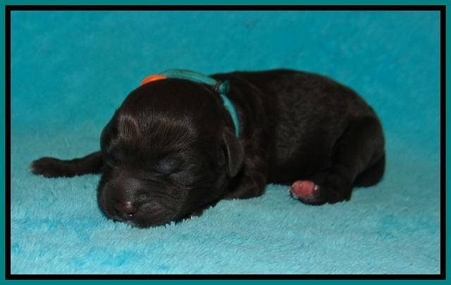 Jetta Benz Newborn pups 84