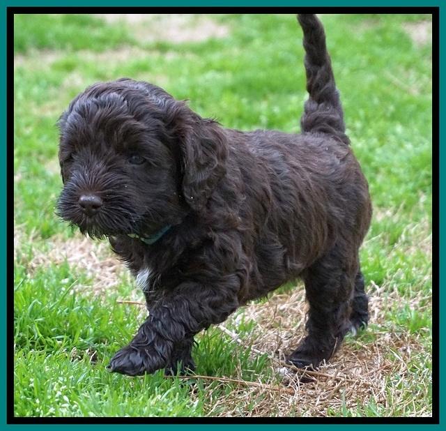 Jetta Benz pups 5 wks old 321