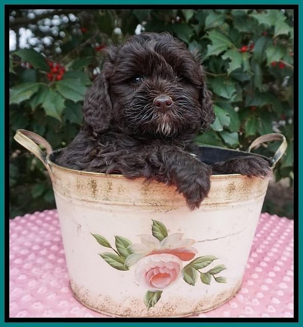 Jetta Benz pups 6 wks old 191