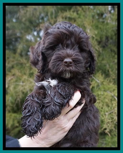 Jetta Benz pups 7 wks old201