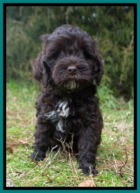 Jetta Benz pups 7 wks old211