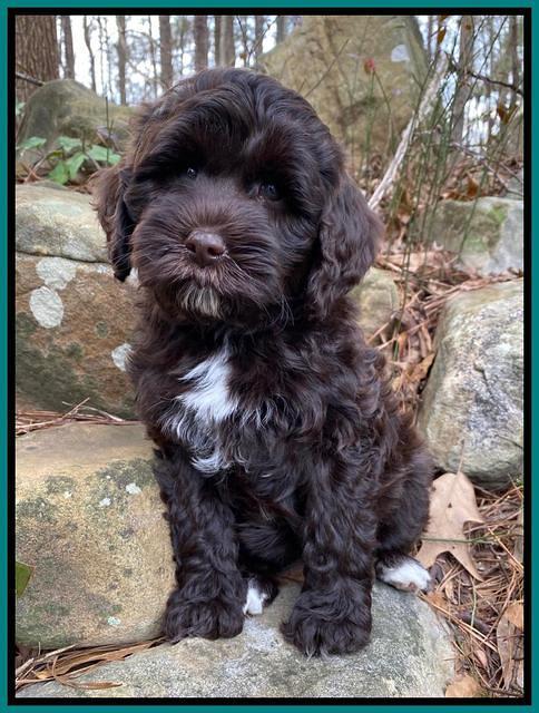 Jetta Benz pups almost 8 wks old201
