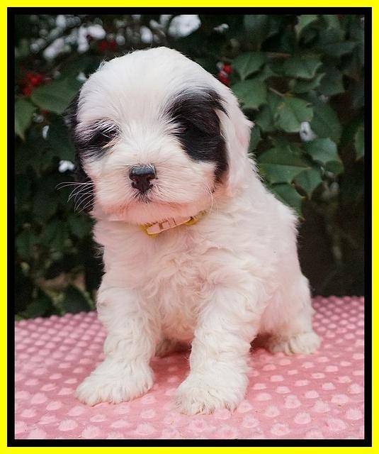 Jetta Benz pups 6 wks old 261