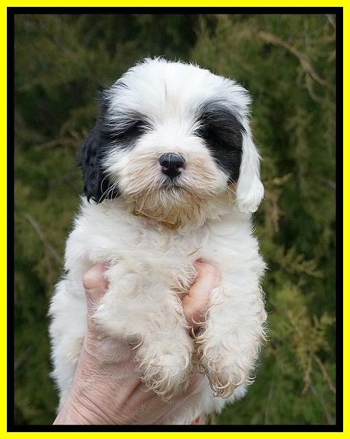 Jetta Benz pups 7 wks old241