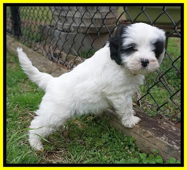 Jetta Benz pups 7 wks old251