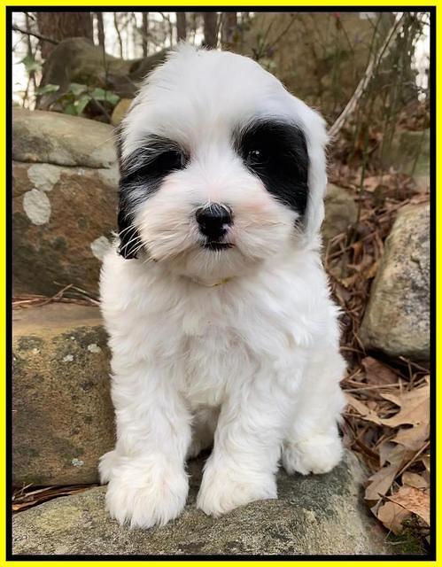 Jetta Benz pups almost 8 wks old241