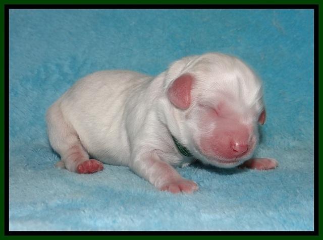 Jetta Benz Newborn pups 104