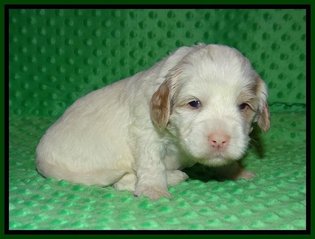 Jetta Benz pups 3 wks old 191