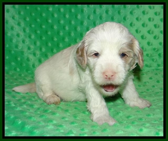 Jetta Benz pups 3 wks old 201