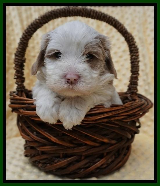 Jetta Benz pups 4 wks old 241