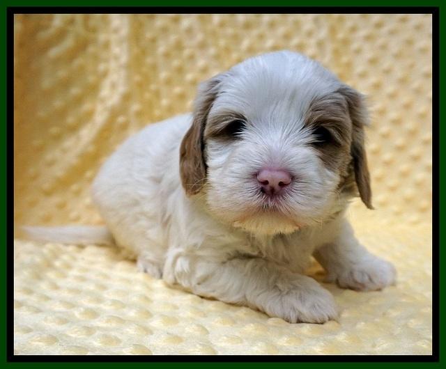 Jetta Benz pups 4 wks old 261
