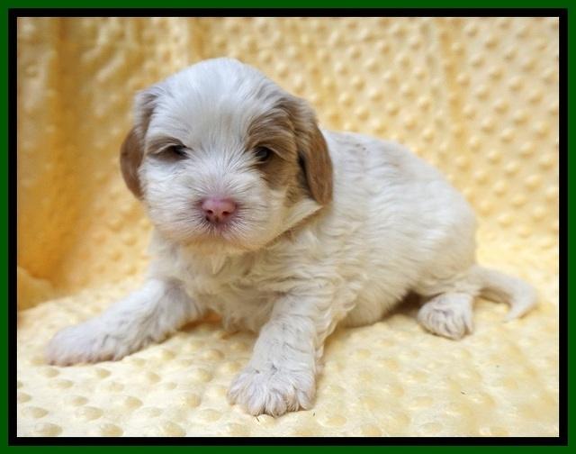 Jetta Benz pups 4 wks old 271