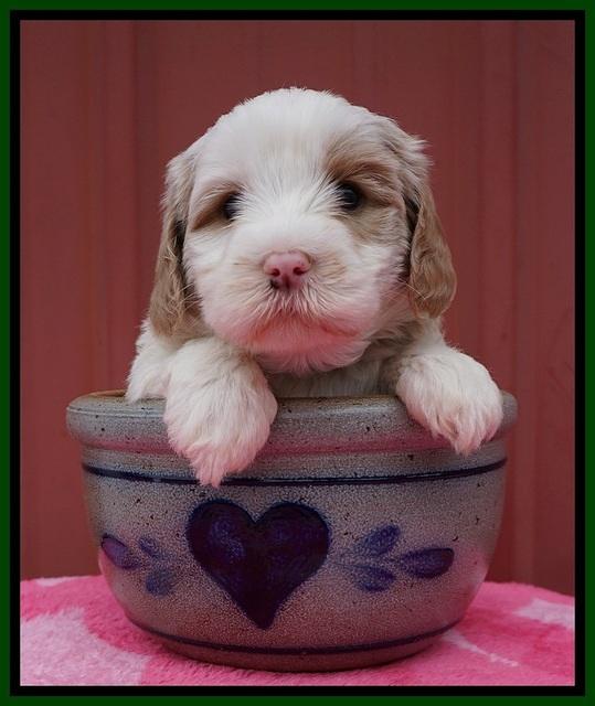 Jetta Benz pups 5 wks old 441