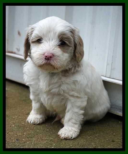 Jetta Benz pups 5 wks old 451