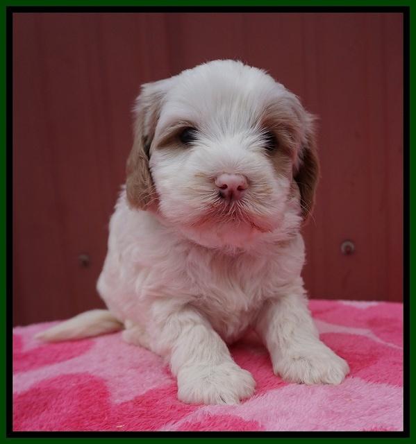 Jetta Benz pups 5 wks old 481