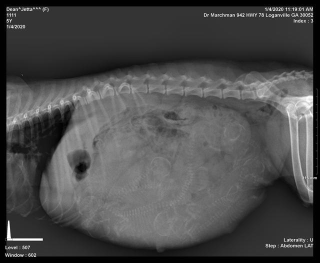 Jetta Benz preg xray 4 2