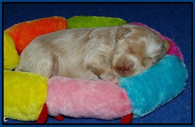Jetta Parson 2 2 wks old31
