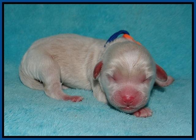 Jetta Parson 2 Newborn 11