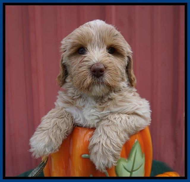 Jetta Parson 2 pups 6 wks old 31