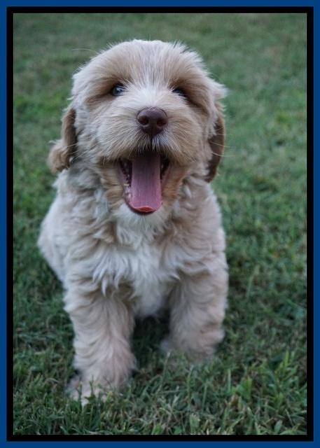 Jetta Parson 2 pups 7 wks old 21