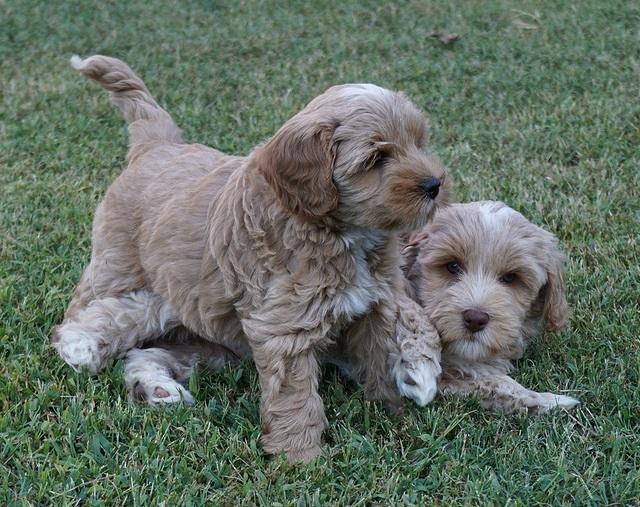 Jetta Parson 2 pups 7 wks old 351