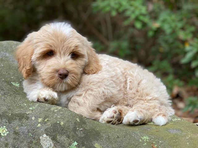 Jetta Parson 2 pups 8 wks old 3100