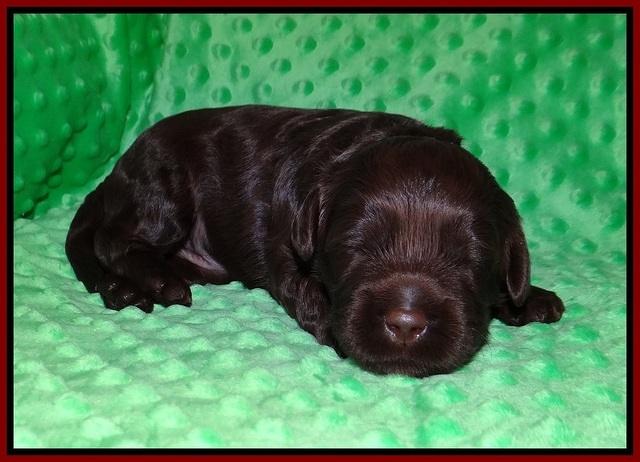 Jetta Parson 2 2 wks old41