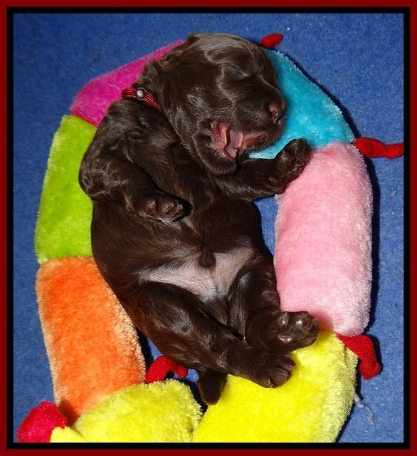 Jetta Parson 2 2 wks old51