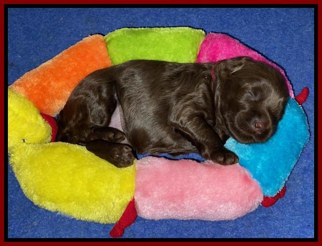 Jetta Parson 2 2 wks old61