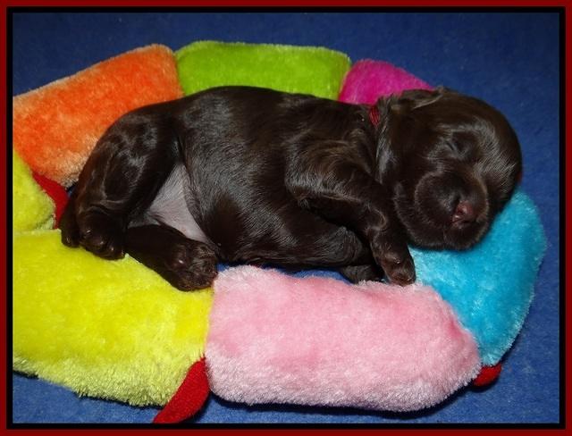 Jetta Parson 2 2 wks old71