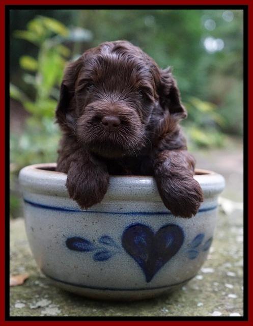 Jetta Parson 2 4 wks old61