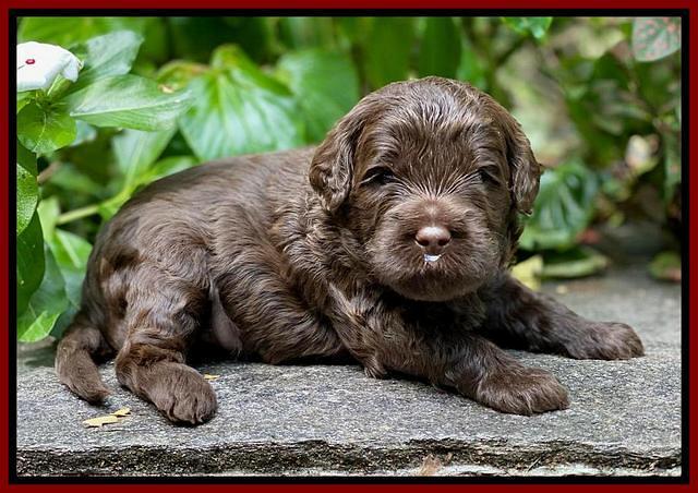 Jetta Parson 2 pups 3 wks old 51