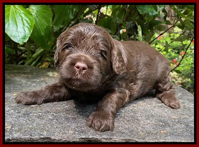 Jetta Parson 2 pups 3 wks old 71
