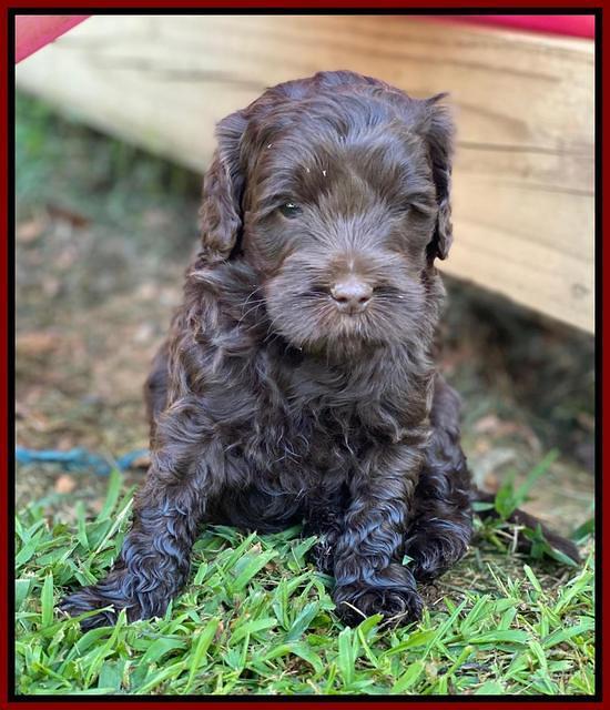 Jetta Parson 2 pups 5 wks old 121