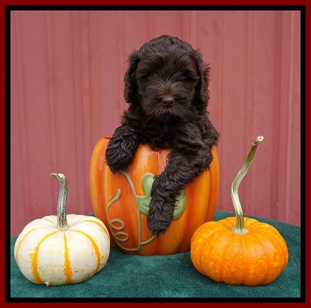 Jetta Parson 2 pups 6 wks old 51