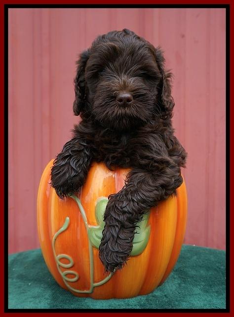 Jetta Parson 2 pups 6 wks old 61